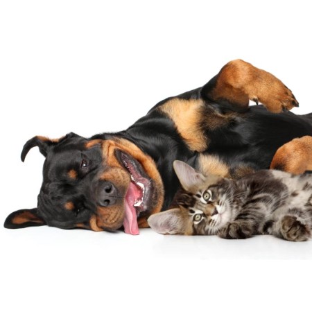 OMEGOR PET 500 60 CÁPS. BLANDAS